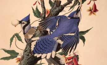Se også bogen Birds of America med håndmalede fugle i naturtro størrelse i udstillingen.