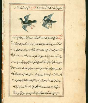 Persisk fugl